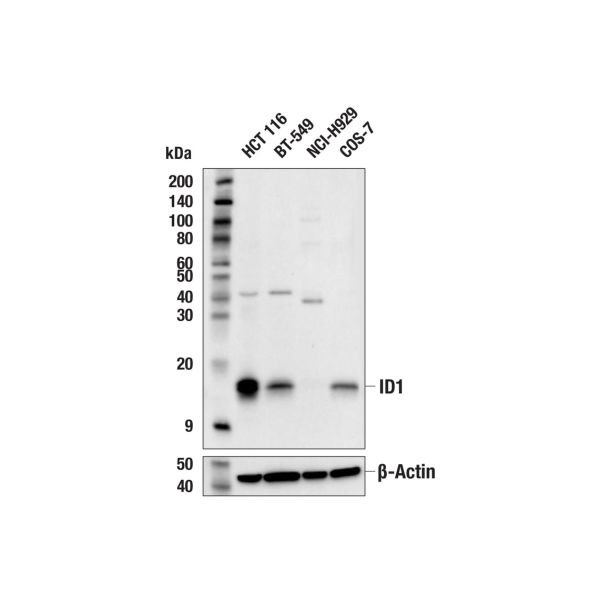 Apple iMac 24 inch Geel M4 10-Core CPU 10-Core GPU 16GB (CZ1EK-00200010)