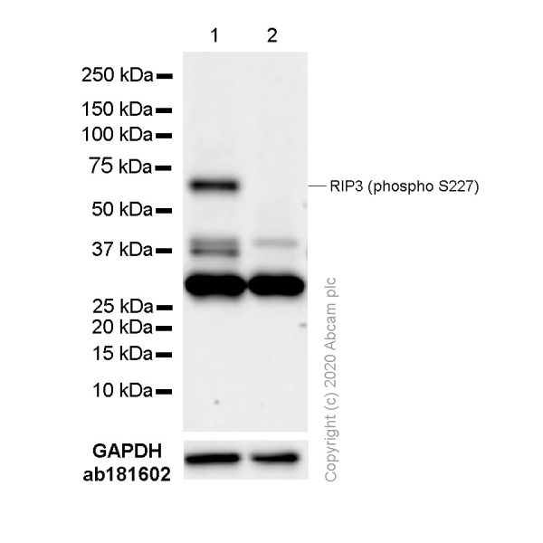 HP DL320E 4GB PC3-10600E 2RX8 (RP001227393)