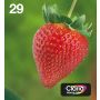 Epson Strawberry Multipack 4-colours 29 EasyMail (C13T29864511) thumbnail